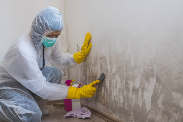 Best Crawl Space Mold Removal  in Marissa, IL