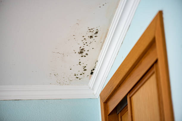 Best Mold Remediation  in Marissa, IL