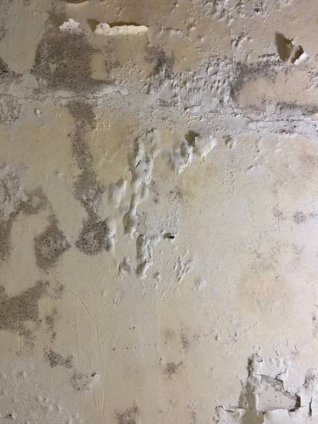 Best Black Mold Removal  in Marissa, IL