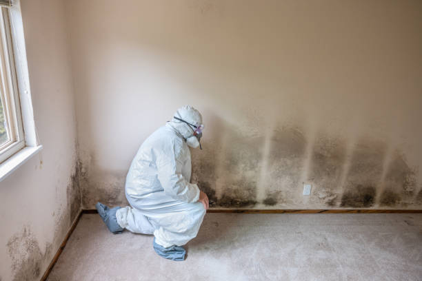 Best Mold Remediation  in Marissa, IL