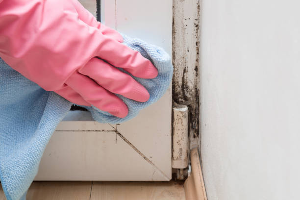 Best Affordable Mold Removal  in Marissa, IL
