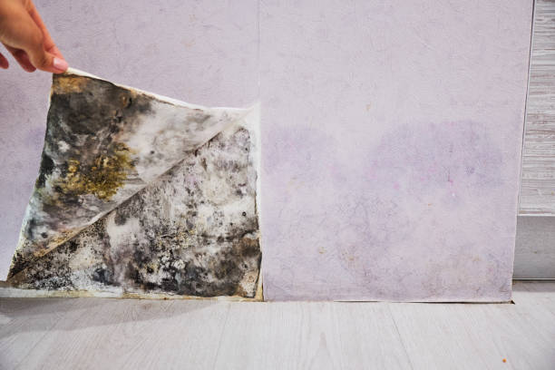 Best Local Mold Removal Service  in Marissa, IL